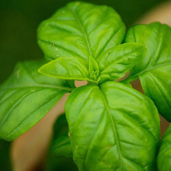 Topje van basilicum met glanzend groene bladeren
