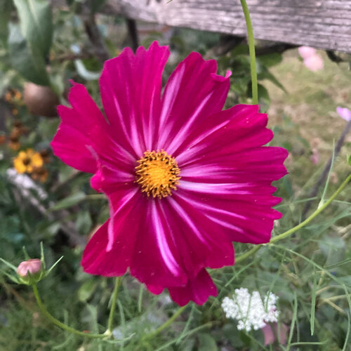 Magenta bloem van cosmea (Cosmos bipinnatus) met geel hart