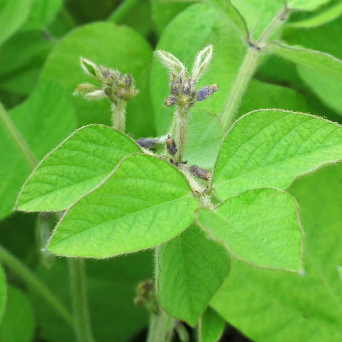 Sojabohne 'Green Shell' (Glycine max) Bio Saatgut
