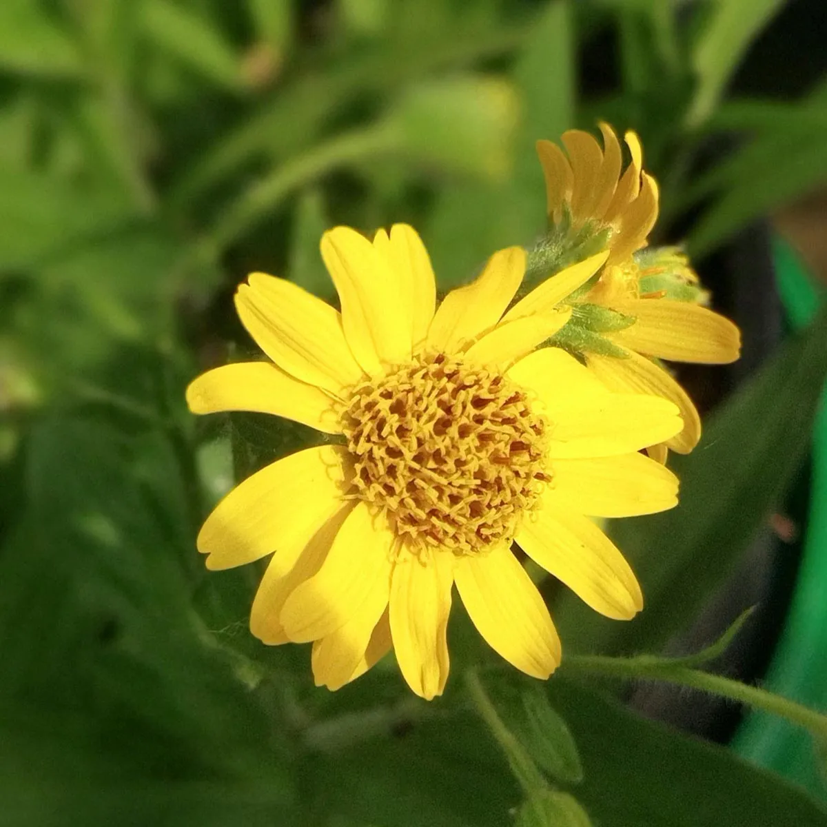 Wiesenarnika (Arnica chamissonis ssp. foliosa) Samen