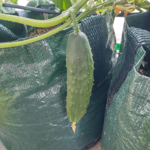 Komkommer 'Marketmore' (Cucumis sativus) hangt aan de plant boven een plantzak