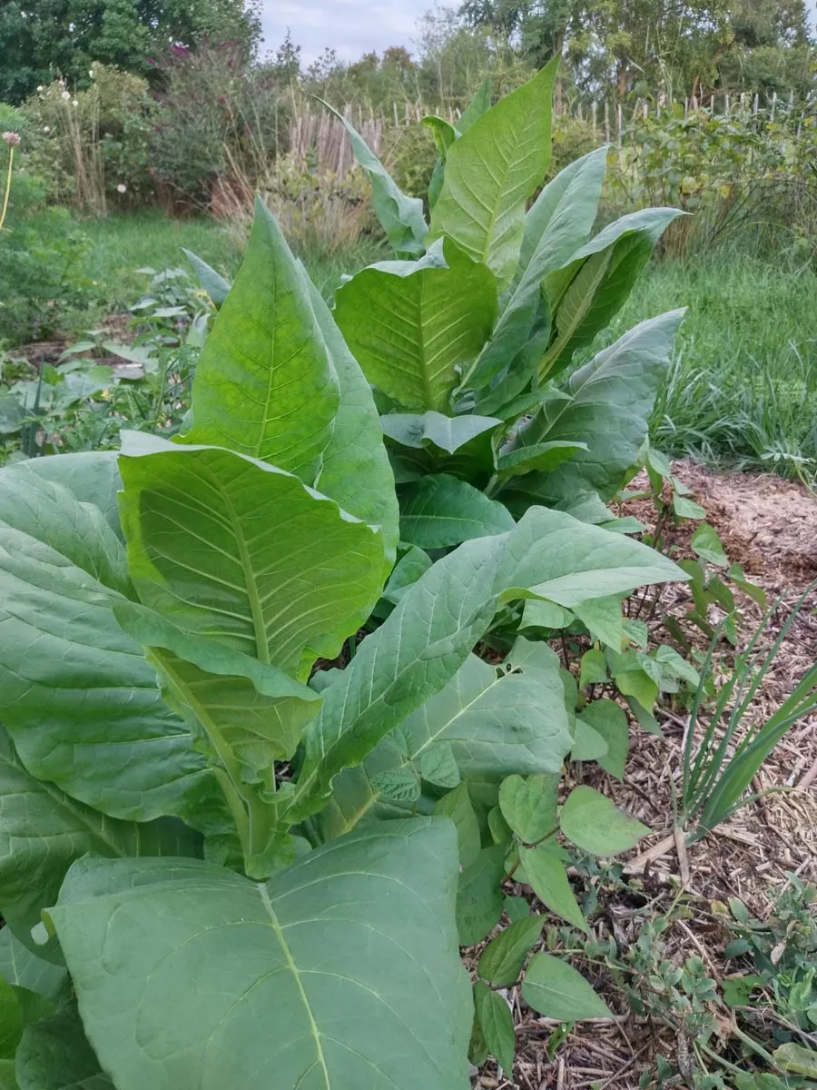 Tabak 'Badischer Geudertheimer' (Nicotiana tabacum) Bio Saatgut