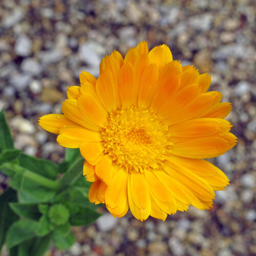 Goudsbloem (Calendula officinalis) met gevulde oranjegele bloem