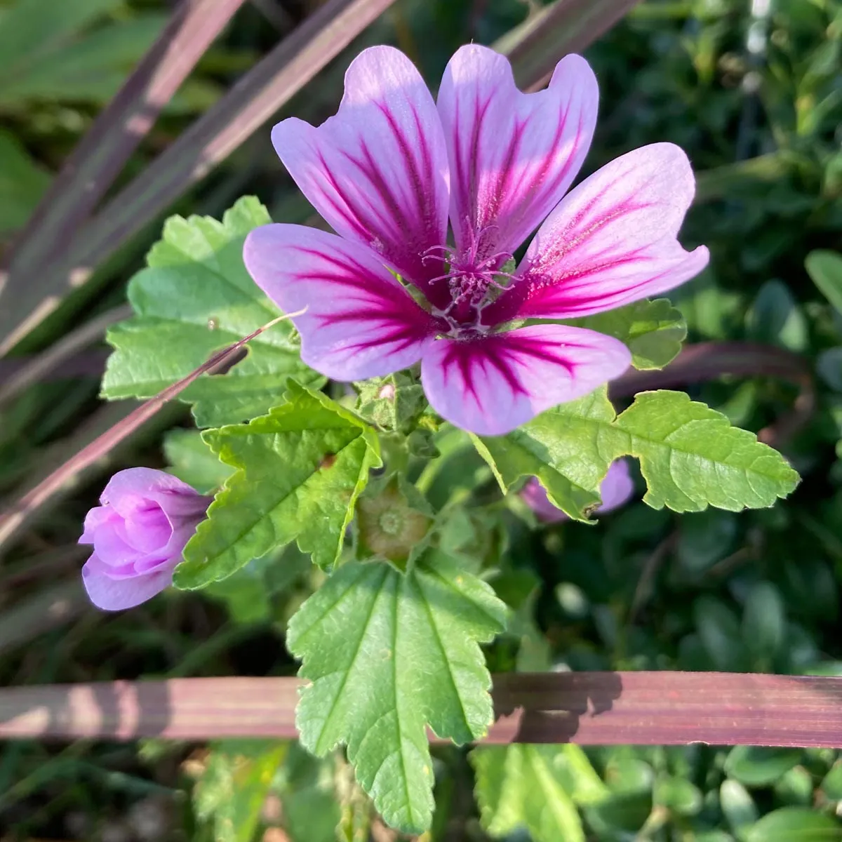 Gartenmalve 'Zebrina' (Malva sylvestris) Bio Saatgut