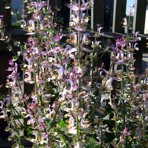 Bloeiende scharlei (Salvia sclarea) met roze en witte bloeiaren