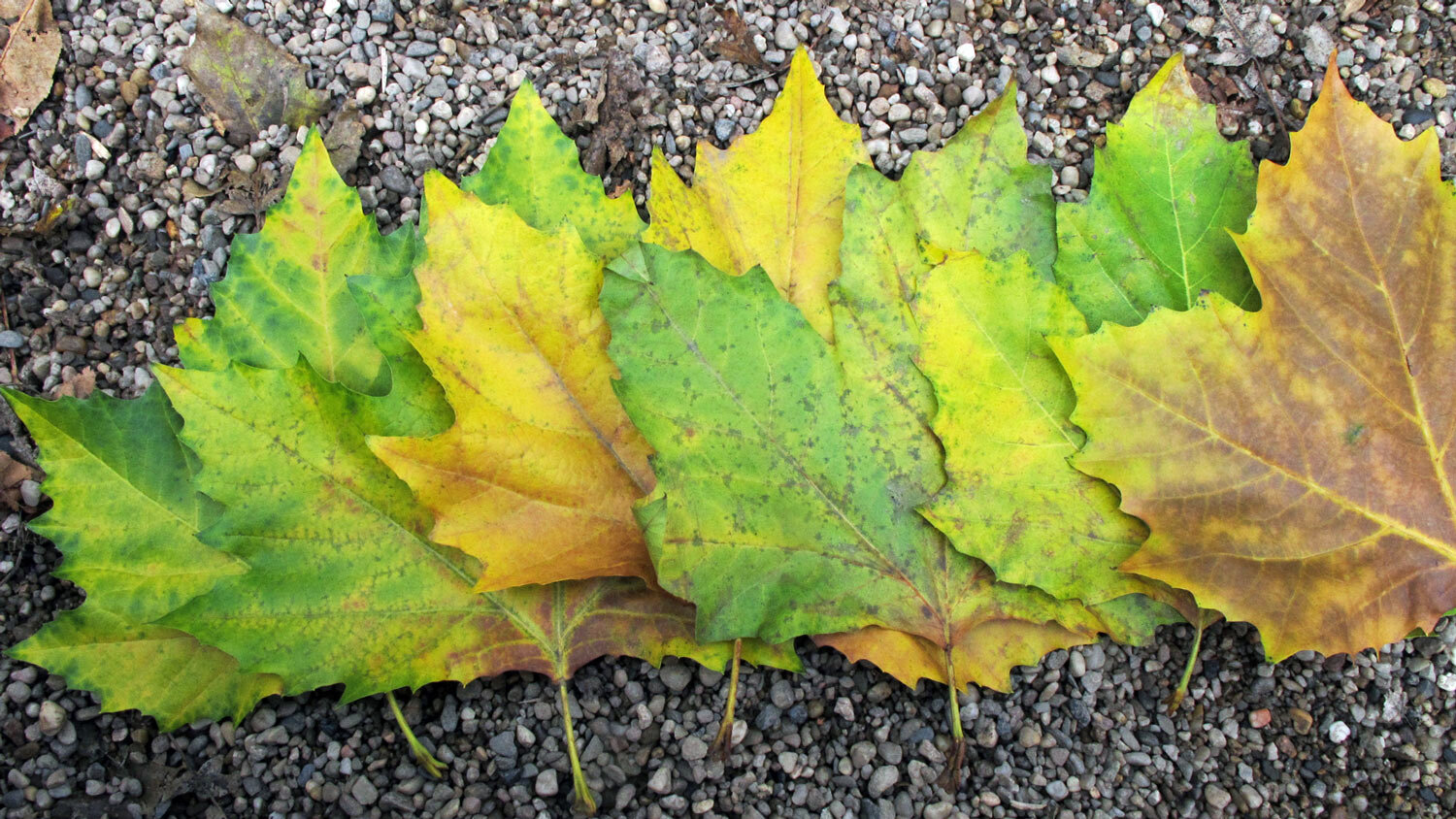 Kleurrijke herfstbladeren in groen, geel en bruin op een rij op grind