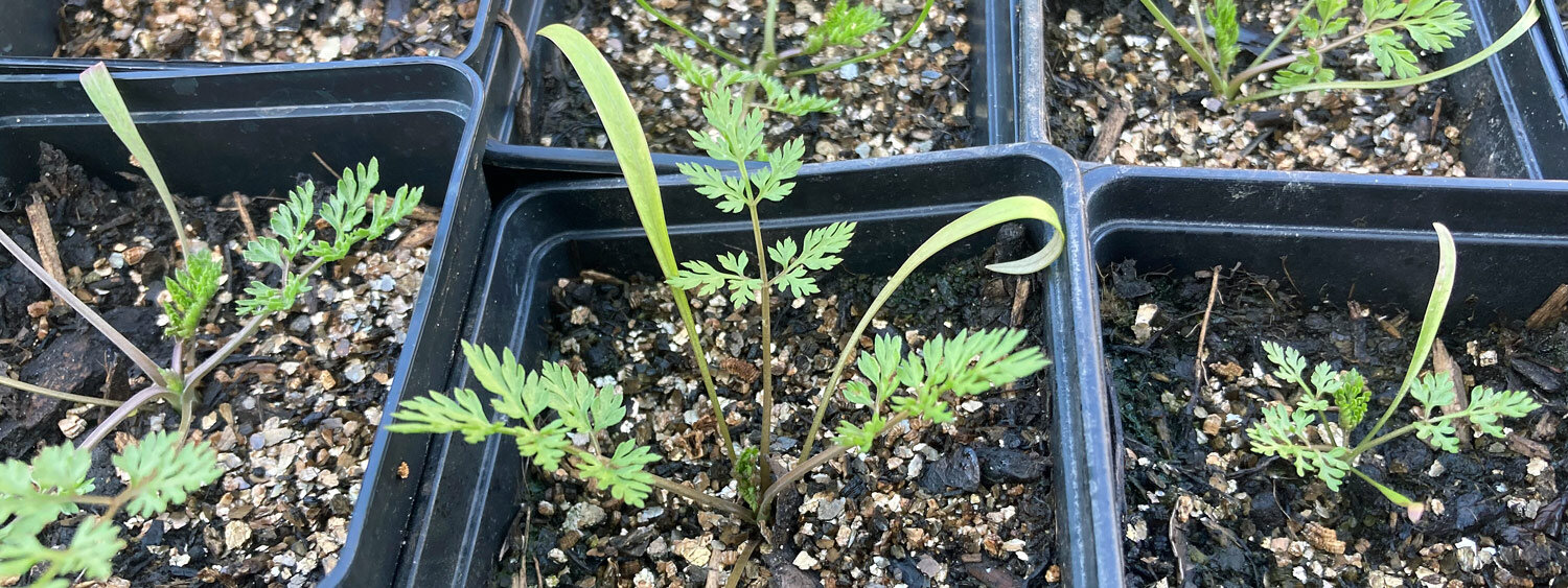 Jonge planten met fijn verdeeld blad in zwarte kweekpotjes tijdens het voorzaaien