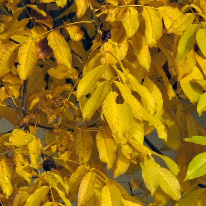 Geel verkleurd walnotenblad in de herfst
