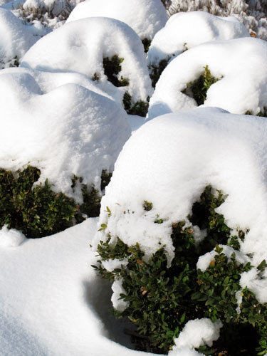 Bolvormig gesnoeide groenblijvende struiken onder een dikke laag sneeuw