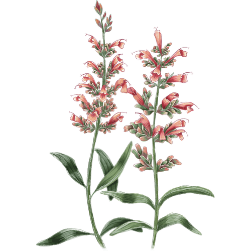 Agastache soorten