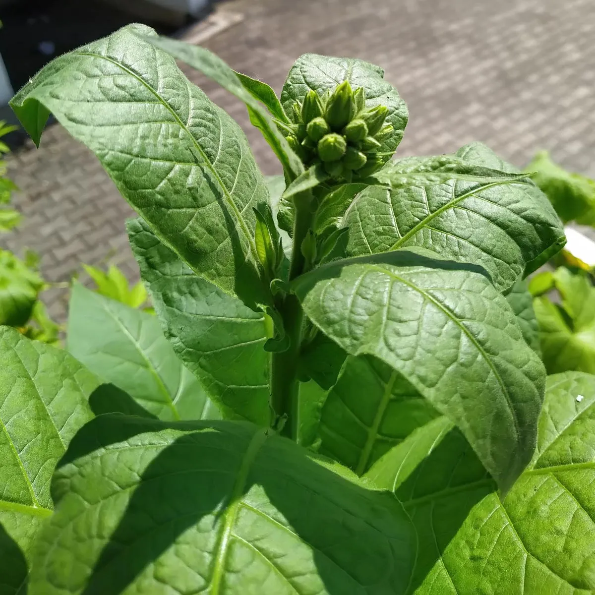 Orienttabak 'Samsoun' (Nicotiana tabacum) Samen