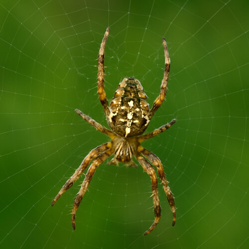 Kruisspin (Araneus diadematus) met kruistekening in haar wielweb