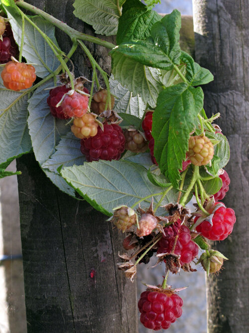 Rijpe en onrijpe frambozen aan een tak voor een houten hek
