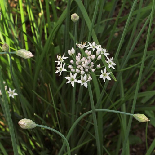 Witte stervormige bloemen van knoflookbieslook tussen smalle bladeren