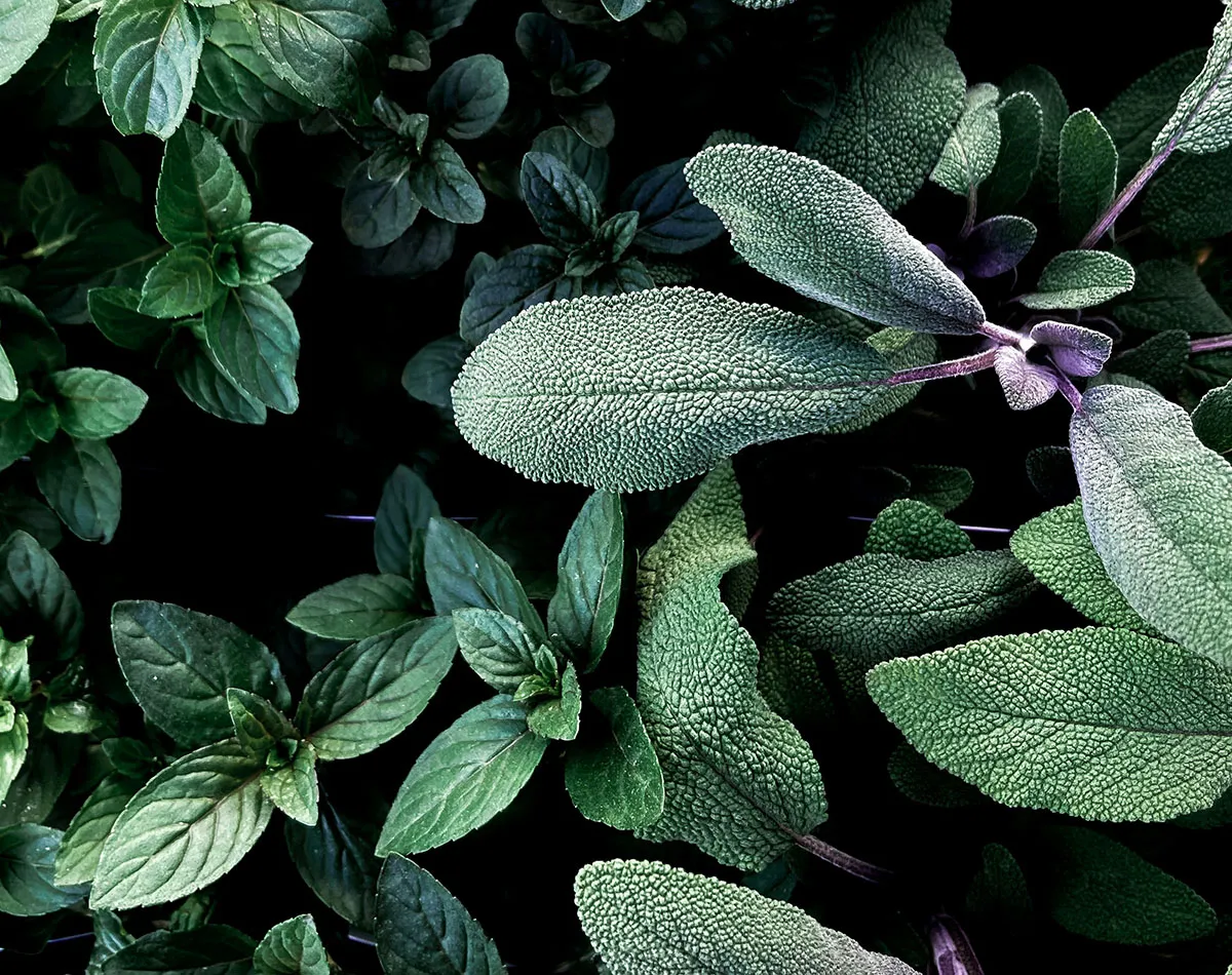 Traditionele geneeskrachtige planten