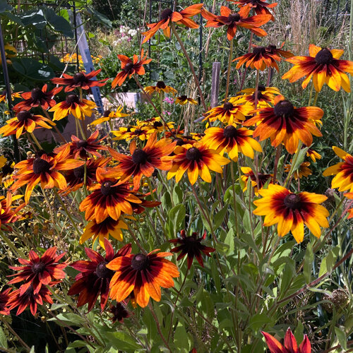 Ruige rudbeckia 'Chocolate Orange' (Rudbeckia hirta) met geel en roodbruin gekleurde bloemen