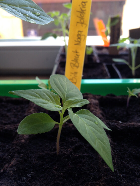 Stevige jonge chiliplant in zaaigrond, met erachter een label met de tekst Bhut Naga Jolokia