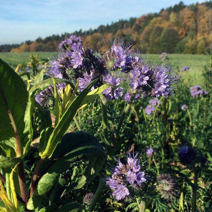 Bloeiende phacelia (Phacelia tanacetifolia) als groenbemester op een akker in de herfst