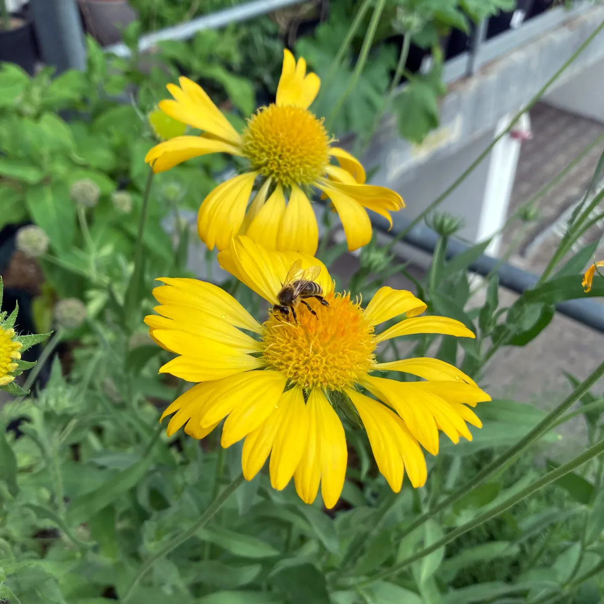 Gelbe Kokardenblume 'Aurea Pura' (Gaillardia aristata) Samen