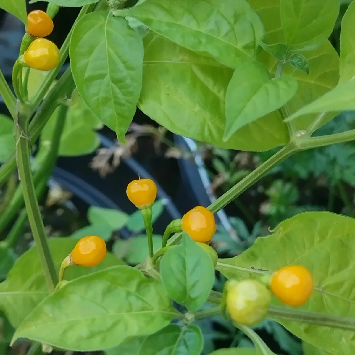 Chili 'Aji Charapita' (Capsicum chinense) Samen