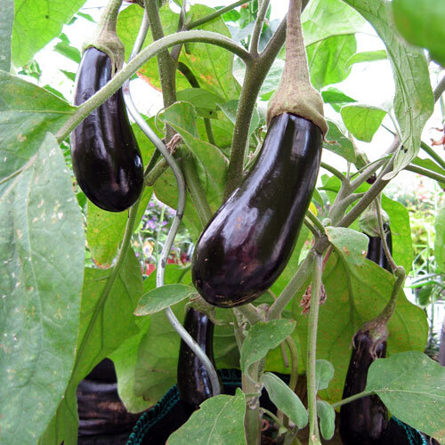 Donkerpaarse aubergines rijpen aan de plant
