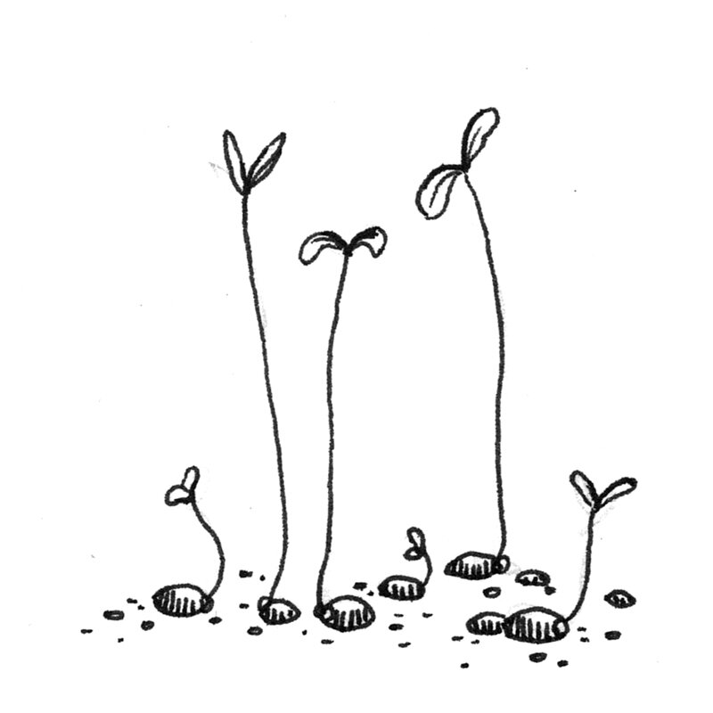 Tekening: jonge zaailingen met kiemblaadjes groeien uit zaadjes