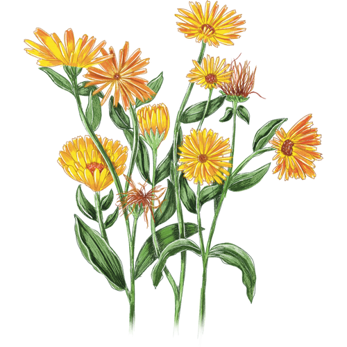 Goudsbloem