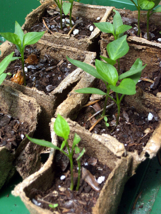Jonge chiliplanten in kweekpotjes van plantenvezel