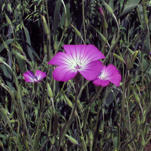 Paarsroze bloemen van de bolderik (Agrostemma githago) tussen grassen