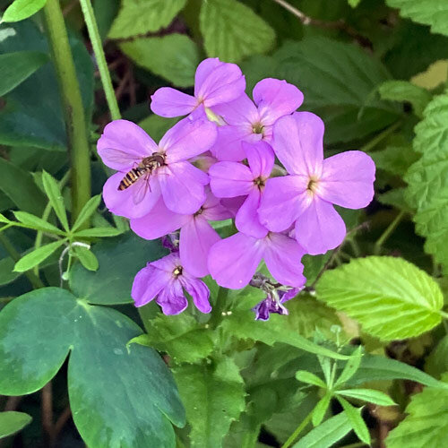 Damastbloem (Hesperis matronalis) zaden