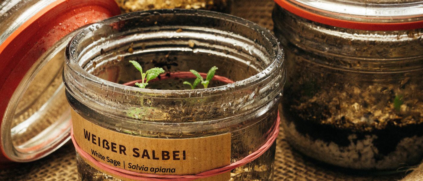 Kiemplanten van witte salie (Salvia apiana) in gelabelde inmaakpotten met aarde