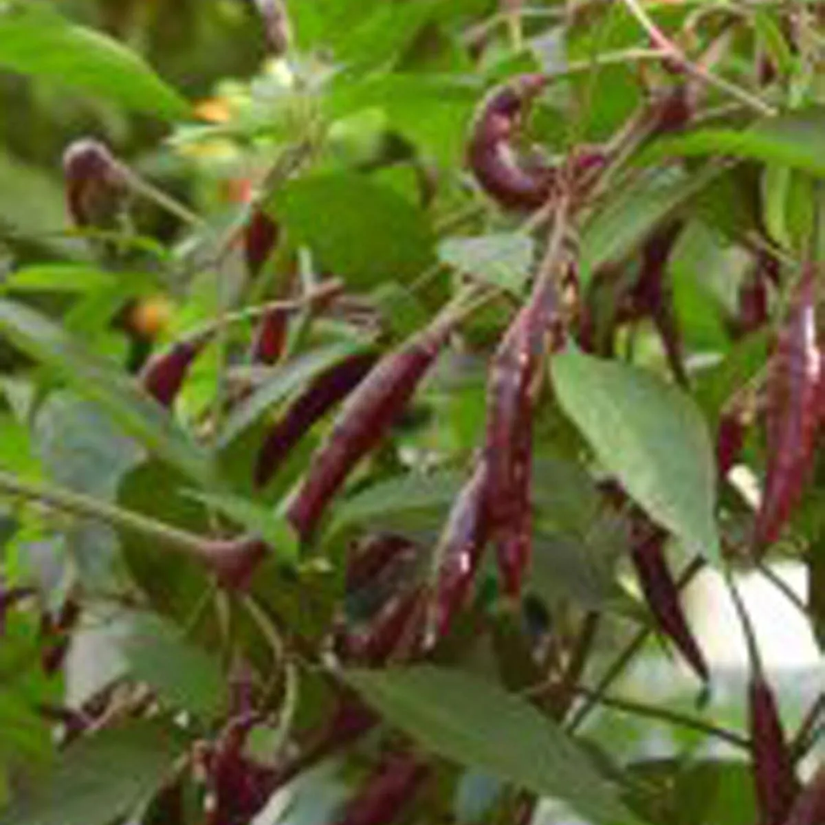 Thai-Chili 'Kali Mirch' (Capsicum annuum) Samen