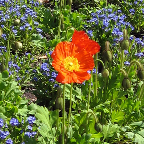 IJslandse klaproos (Papaver nudicaule) met oranje bloem voor blauwe voorjaarsbloemen