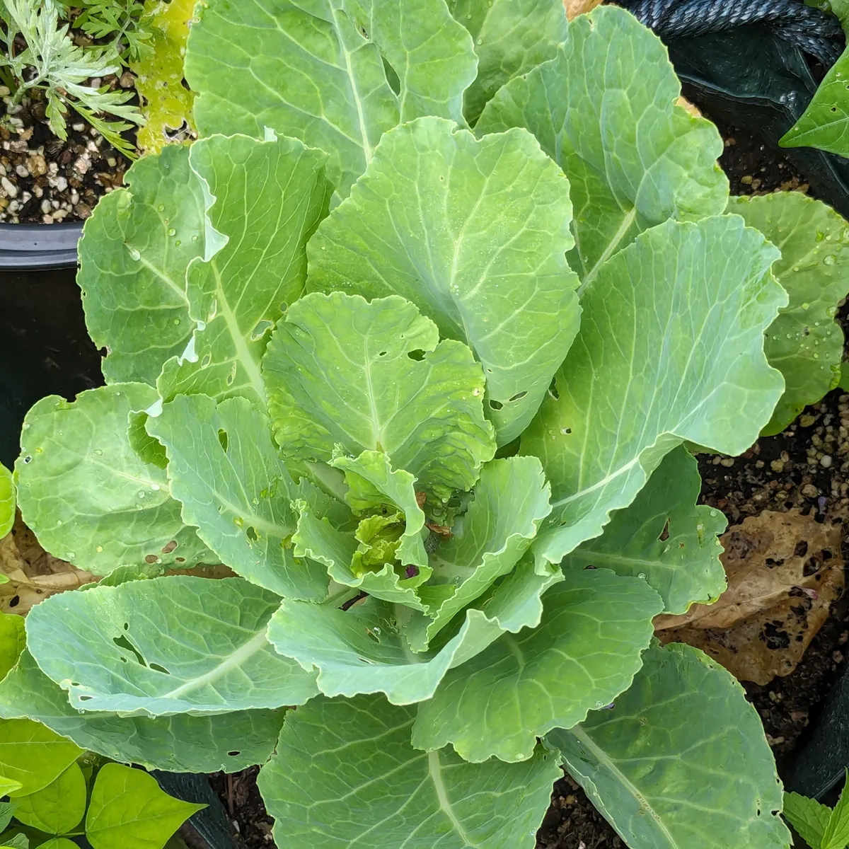 Wirsing/ Butterkohl 'Bloemendaalse Gele' (Brassica oleracea convar. capitata var. sabauda L.) Bio Saatgut