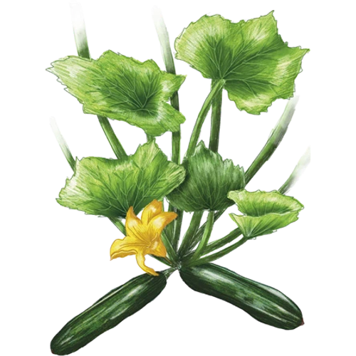 Courgette
