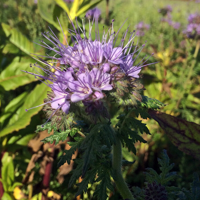 Lichtpaarse bloem van phacelia (Phacelia tanacetifolia), een groenbemester