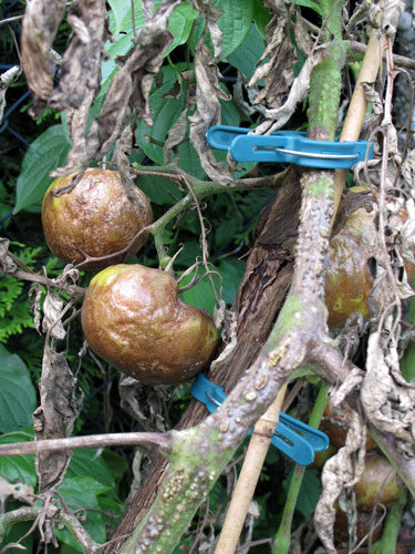 Zware aantasting door phytophthora bij tomaten