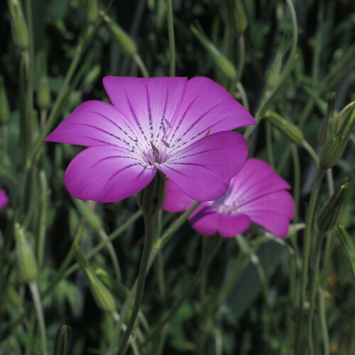 Bolderik (Agrostemma githago) met paarsroze, donker geaderde bloemen