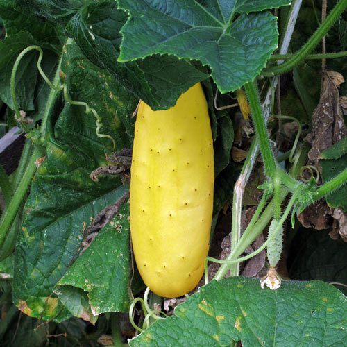 Rijpe gele komkommer hangt aan de plant tussen grote bladeren