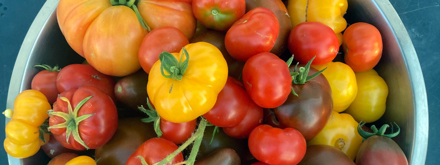 Vers geoogste kleurrijke tomaten