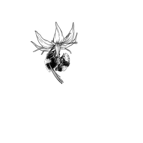 Tekening: hommel bestuift een bloem