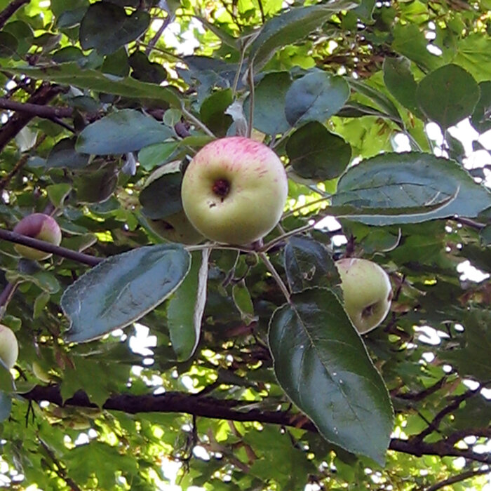 Appelboom met geelrode appels tussen dicht blad