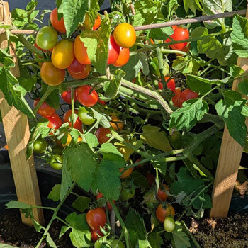 Cocktailtomaat 'Principe Borghese' (Solanum lycopersicum) met rijpende rode en oranje vruchten