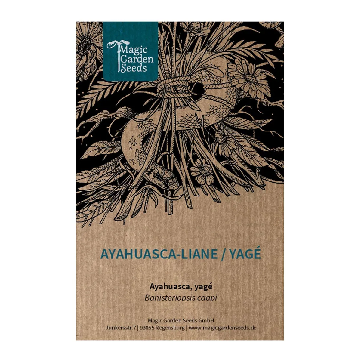 Ayahuasca-Liane / Yagé (Banisteriopsis caapi) Samen