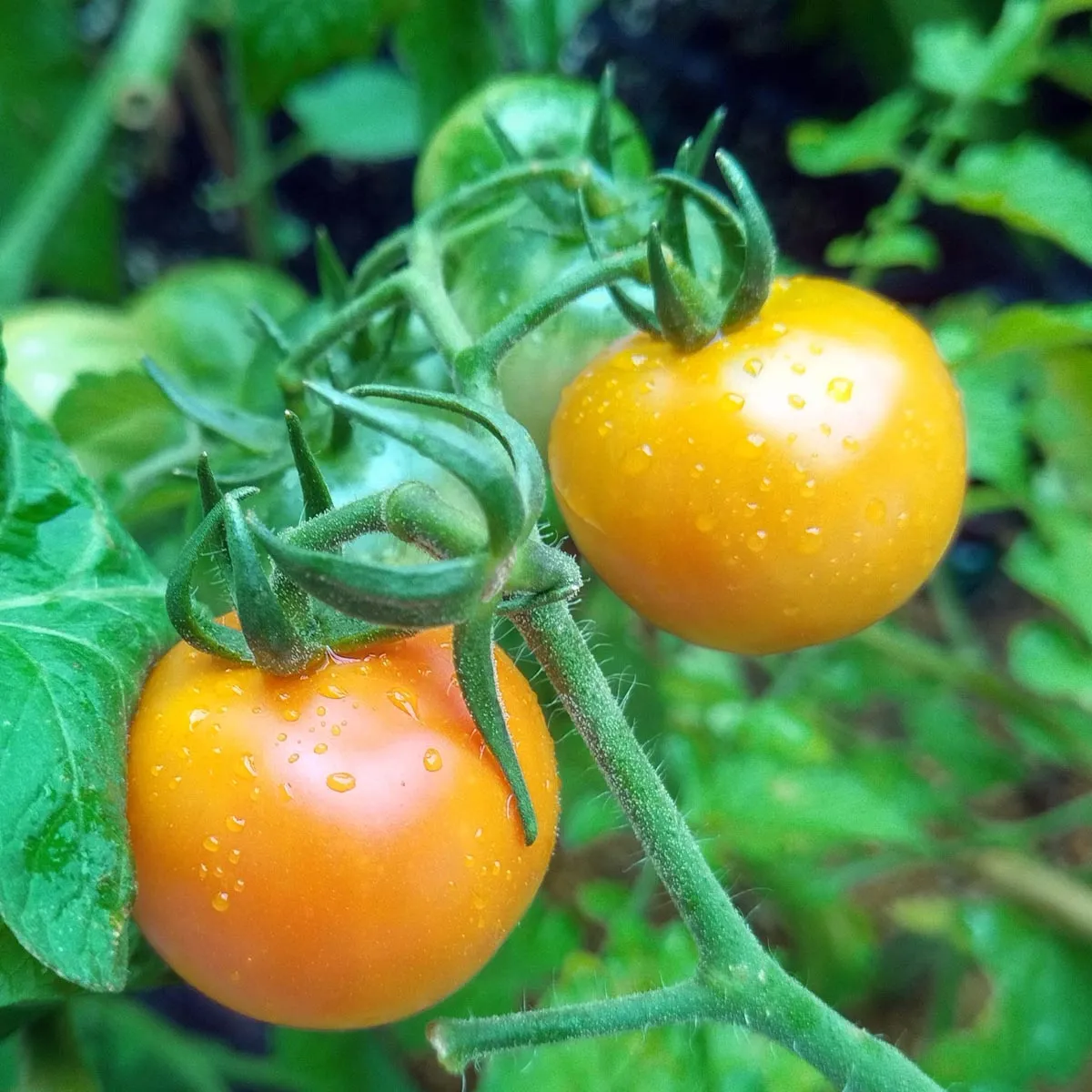 Gelbe Cocktailtomate 'Mirabelle' (Solanum lycopersicum) Samen