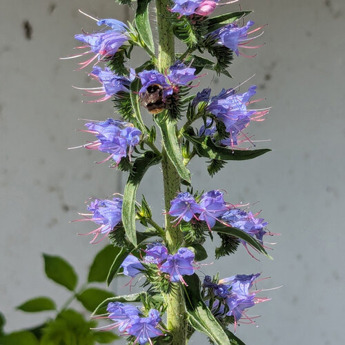 Blauwpaarse bloemen van slangenkruid (Echium vulgare) met een hommel