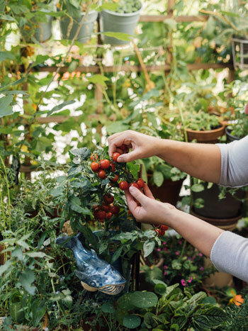 Handen plukken cherrytomaten tussen kruiden en potten op verschillende hoogtes