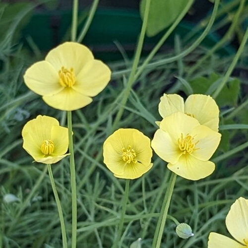 Californische klaproos met lichtgele bloemen en fijn blauwgroen blad