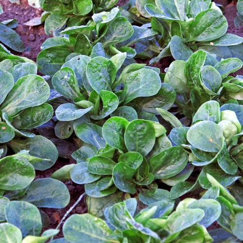 Veldsla in rijen in een moestuinbed