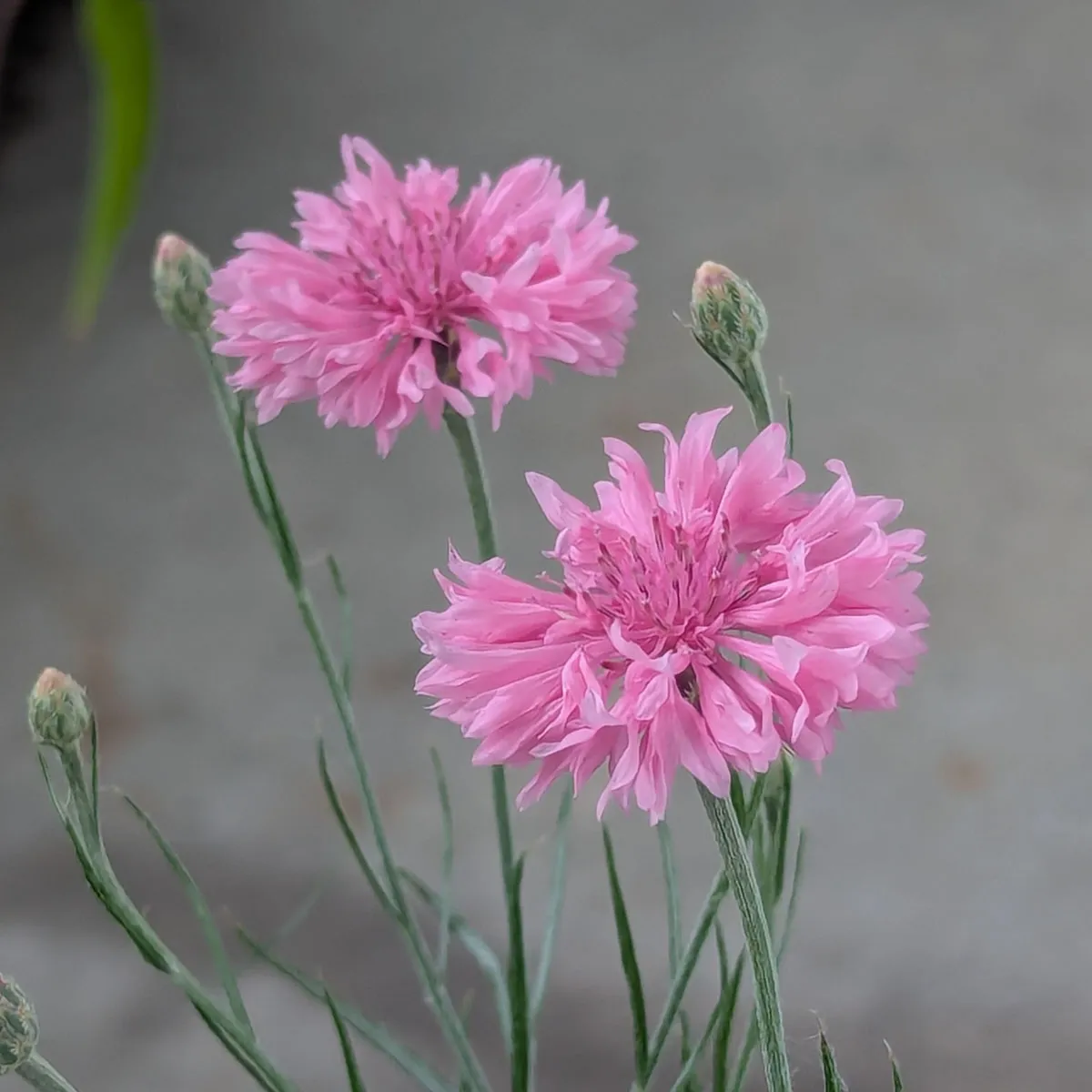 Rosa Kornblume 'Pink Ball' (Centaurea cyanus) Samen